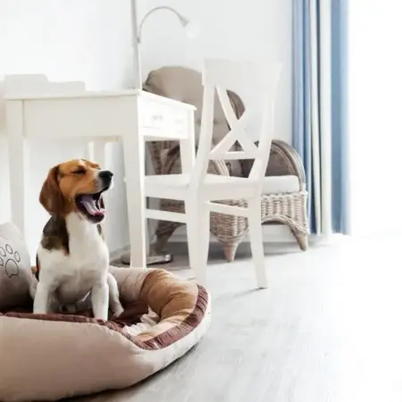 Hotel, Restaurant, Café Pharisäerhof – Nordseeurlaub mit Hund